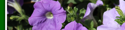 violette betunien 1
