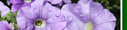 violette betunien 2