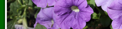 violette betunien 3