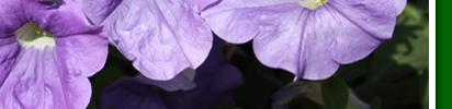 violette betunien 4